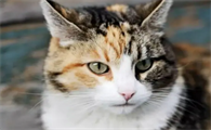 猫咪绝育手术多少钱