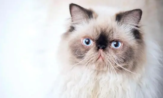 猫杯状病毒怎么治疗 猫杯状病毒怎么治疗