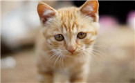 猫绝育后多久可以做驱虫