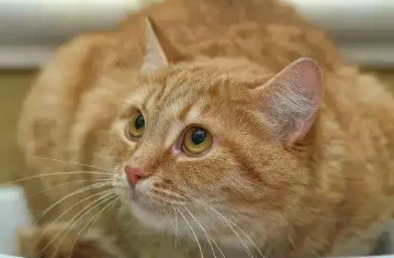 猫怀胎几月生宝宝比较好
