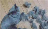 猫咪六月份掉毛是正常的吗