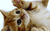 猫怀孕五十天出少量血正常吗