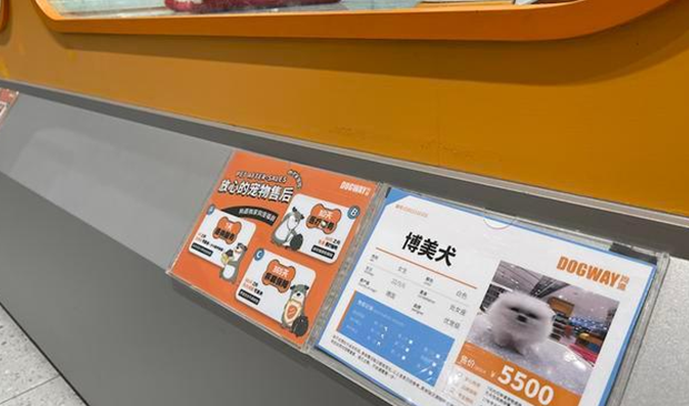 独家调查｜萌宠商业秘密：猫一生或消费20万，宠物医疗、保险、殡葬向人类看齐