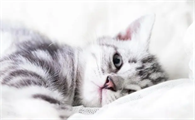 猫咪可以上地铁吗