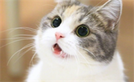 猫什么情况下会得猫癣