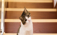 春天猫换毛期持续多久啊