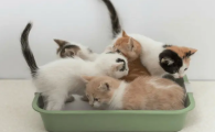 猫多久会忘记主人