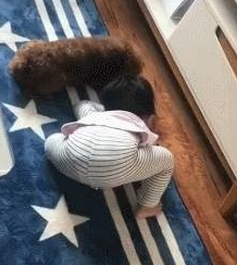 小主人的球掉桌底了，小泰迪立马上前帮忙：你要啥，我帮你拿