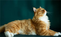 猫咪能吃香瓜吗为什么