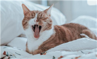 猫咪呼吸急促怎么回事
