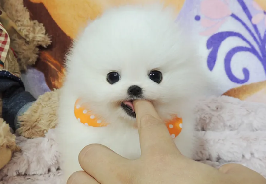 养茶宠有什么忌讳?铲屎官一定要清楚! 养茶宠有什么忌讳?铲屎官一定要清楚!
