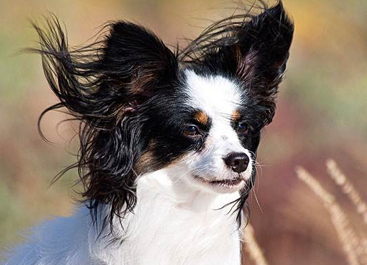蝴蝶犬多少钱一只纯种