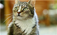 猫咪难产有什么迹象