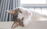 猫怎么剪指甲