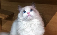布偶猫最便宜是多少块钱一只