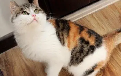 母猫绝育是切哪里 母猫绝育是切哪里
