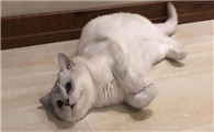 猫有明显的喘气声怎么回事