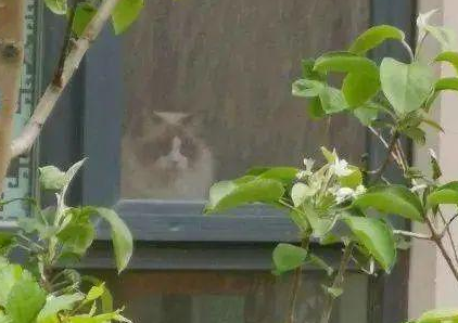 “救命！我被邻居家的猫偷窥了！”