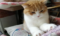 猫吐黄水是什么原因