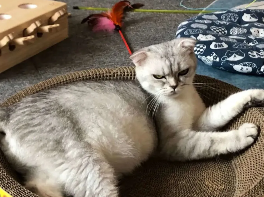晚晚是什么品种的猫咪？你们知道吗？