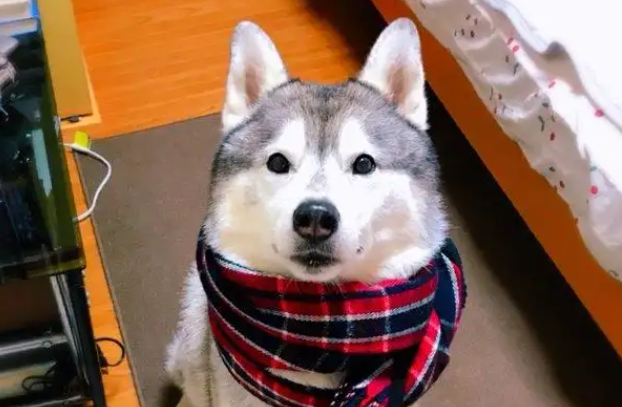 二哈智商高不高？答案令人诧异