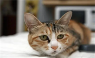 猫可以带上地铁吗