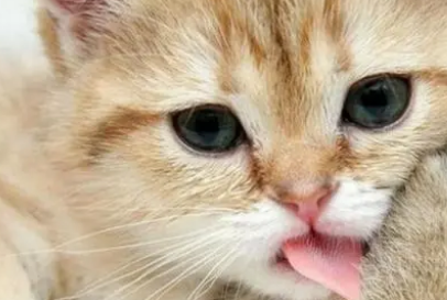 猫咪可以喝酸奶吗 猫咪可以喝酸奶吗