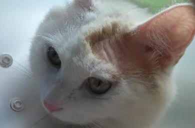 猫咪长猫癣用什么药效果好 猫咪长猫癣用什么药效果好