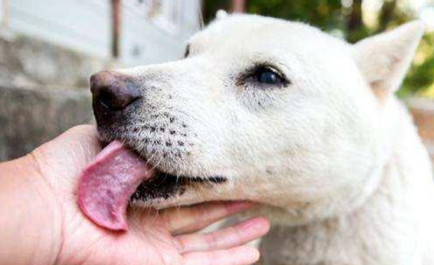 狗狗舔地面是怎么回事?主人要留意了!