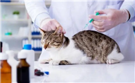 猫打完狂犬疫苗鼓包大约多久可以消