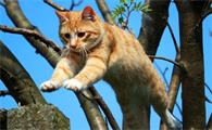 小猫身上有虱子怎么办