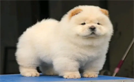 小型松狮犬价格