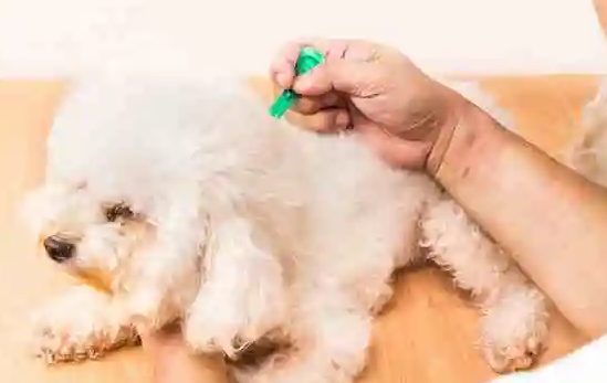 狗狗驱虫药吃多少算过量 狗狗驱虫药吃多少算过量