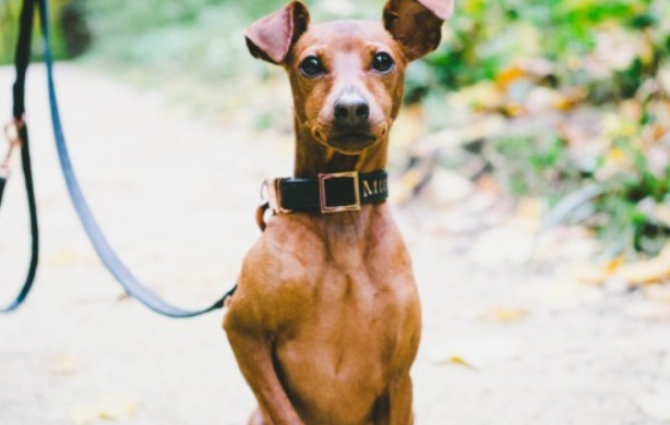 温柔可爱的小鹿犬,寿命一般是多少年? 温柔可爱的小鹿犬,寿命一般是多少年?