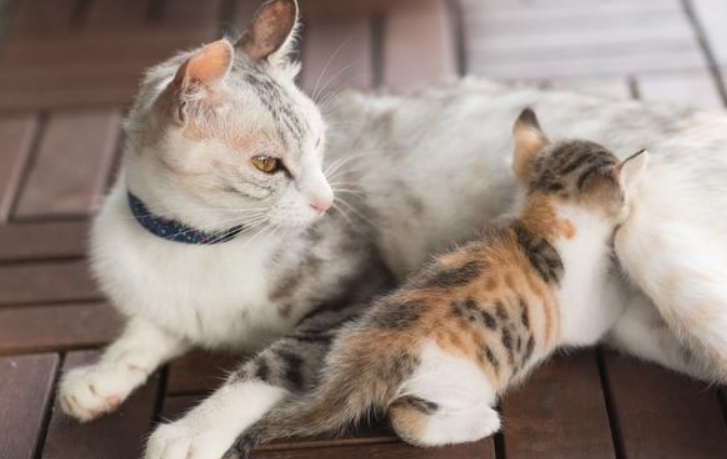 母猫为什么叼着小猫换地方?可能遇到这几种情况了 母猫为什么叼着小猫换地方?可能遇到这几种情况了