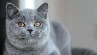 小猫奶癣结痂了是要好了吗