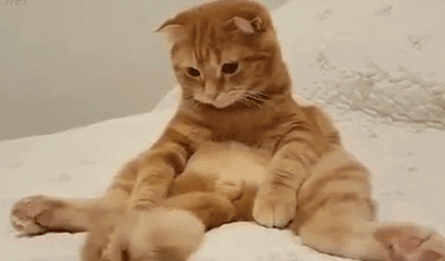 猫咪摇尾巴代表什么 猫咪摇尾巴代表什么