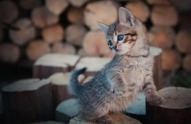 猫软便怎么治疗好