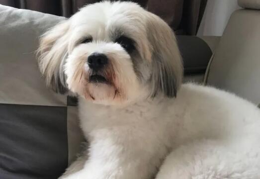 狗狗流口水四肢无力站不起来是什么病症导致
