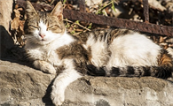 猫的怀孕表现是什么
