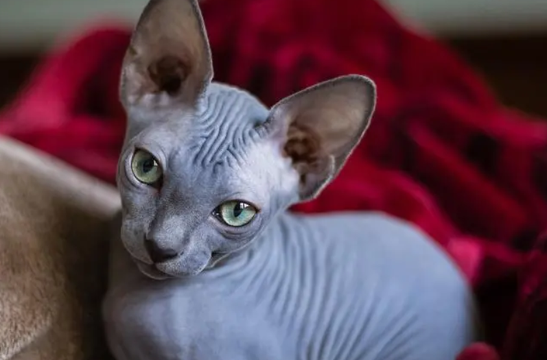 这篇文章，带你了解顿斯科伊猫和斯芬克斯的区别~