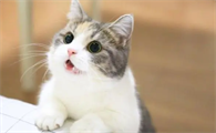 猫怀孕会吐吗
