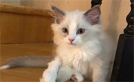 两个月的小猫独自流浪能活吗？