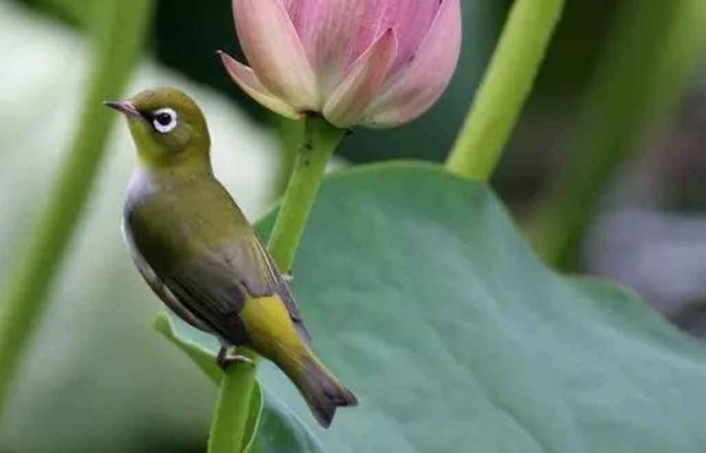 繡眼鳥感冒吃什麼藥?主人一定要清楚