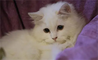 猫毛过敏能自愈吗