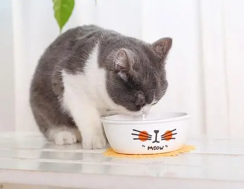 猫咪消化不良怎么办，nulo帮你解决烦恼
