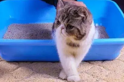 小猫猫砂多久换一次比较好 小猫猫砂多久换一次比较好