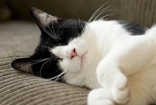养猫需知:猫咪的禁忌食物! 养猫需知:猫咪的禁忌食物!