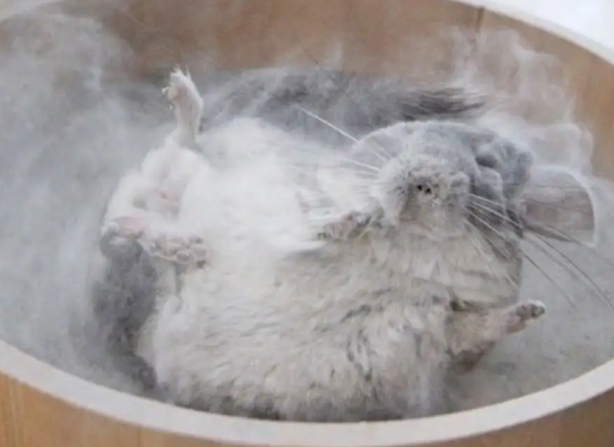 龙猫洗澡放多少浴沙,想知道的话,别错过这篇文章 龙猫洗澡放多少浴沙,想知道的话,别错过这篇文章