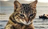 猫咪吃过肠胃宝为什么还拉稀